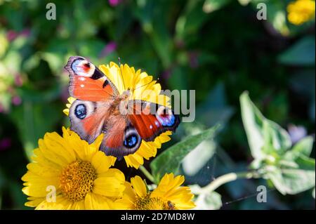 Close up of colorful European Peacock Butterfly, or Aglais io Stock Photo