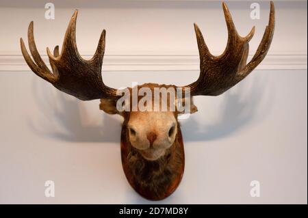 Close up of stuffed moose head on wall Stock Photo