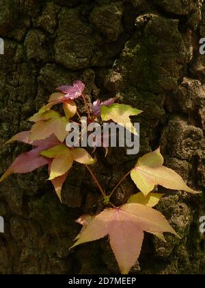A selective focus shot of fresh foliage of Chinese sweet gum plant Stock Photo