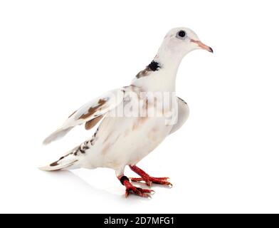 African collared dove in front of white background Stock Photo