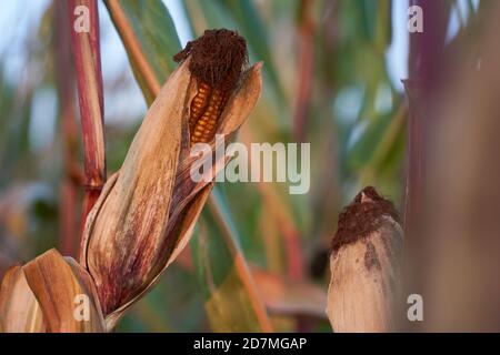Corn also maize ( zea mays) cob in an agricultural field, evening light shines on the plant. Stock Photo