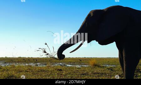 African elephant on grasslands swinging grass to eat in chobe national park botswana africa on safari luxury travel adventure travelling delta trunk Stock Photo