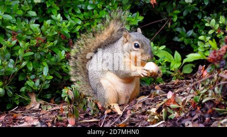 Squirrel eating some nuts acorn in a park in houston texas in the forest america travel wildlife grey gray adventure photography great outdoors saving Stock Photo