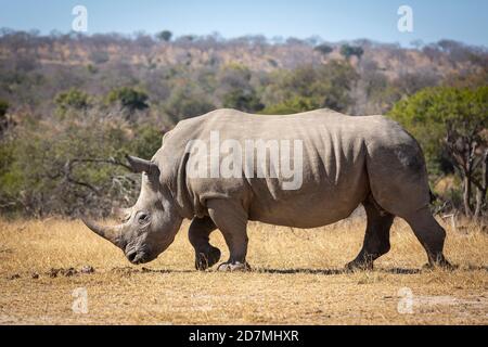 Large adult white rhino walking on dry grass with african bush in the background in Kruger Park in South Africa Stock Photo
