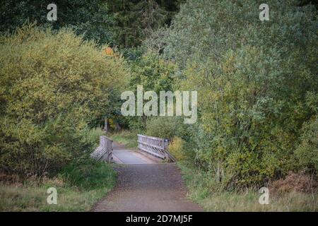 The Lakeside Way at Kielder Forest and Water, Northumberland, England, UK Stock Photo