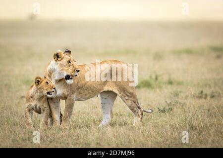 Female lioness and her baby lion looking alert while standing in green grass in Masai Mara in Kenya Stock Photo