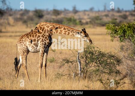 Adult female giraffe eating from a green bush standing in dry bush in Kruger Park in South Africa Stock Photo