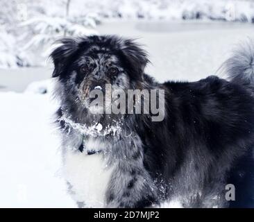Portrait of a dog after playing in the snow. Stock Photo