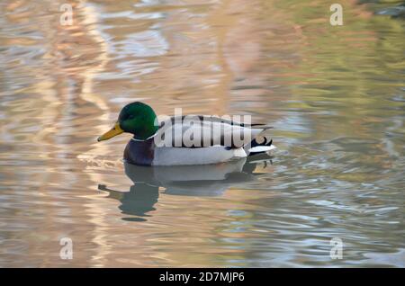 An adult male mallard duck on a blurred painterly background of rippling water. Summerlake Park, Oregon. Stock Photo