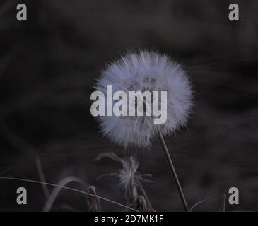 Photograph of a dandelion taken late in the evening, showcasing a hexagonal pattern. Stock Photo