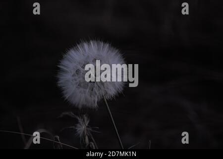Photograph of a dandelion taken late in the evening, showcasing a hexagonal pattern. Stock Photo