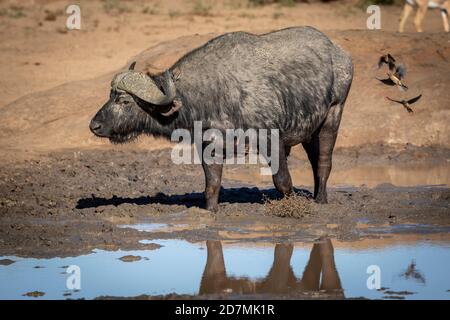 Horizontal portrait of an adult buffalo standing in mud in morning sunlight in Kruger Park in South Africa Stock Photo