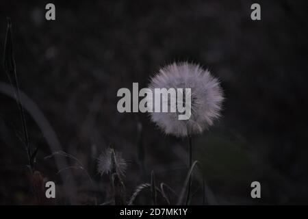 Photograph of a dandelion taken late in the evening, showcasing a hexagonal pattern. Stock Photo