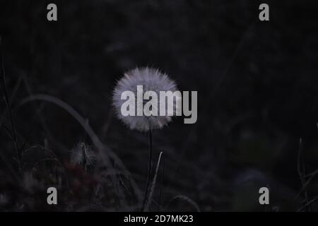 Photograph of a dandelion taken late in the evening, showcasing a hexagonal pattern. Stock Photo