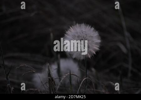 Photograph of a dandelion taken late in the evening, showcasing a hexagonal pattern. Stock Photo
