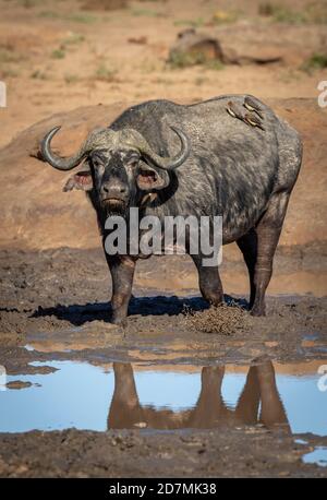 Vertical portrait of an adult african buffalo with ox peckers on its back standing in mud in Kruger Park in South Africa Stock Photo