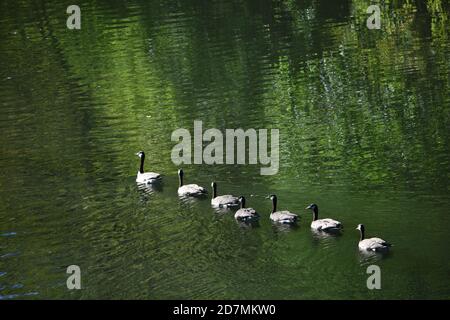 lined geese swimming in the river Stock Photo - Alamy