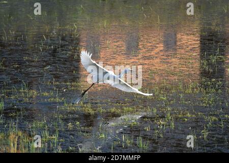 Snowy egret in flight at the Tualatin River Wildlife Refuge in Oregon. Stock Photo