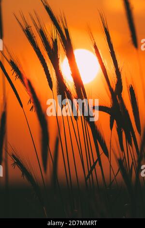 Summer Sun Shining Through Young Yellow Wheat Sprouts. Wheat Field In Sunset Sunrise Sun Stock Photo