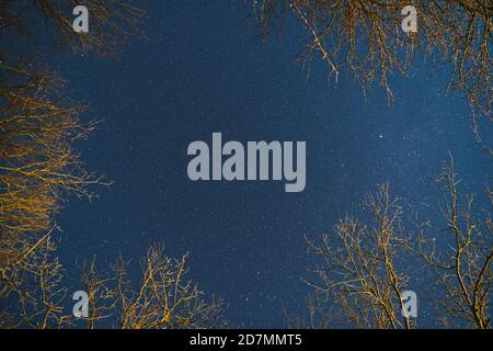 Night Sky Stars Above Oak Trees Branches In Early Spring. Natural Starry Sky Above Woods. Night Sky Background Stock Photo