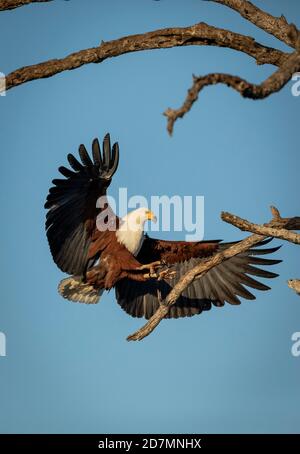 Vertical portrait of an adult african fish eagle landing in a tree with its wings open with blue sky in the background in Kruger Park in South Africa Stock Photo