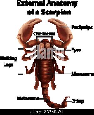 External Anatomy of a scorpion on white background Stock Vector Image ...