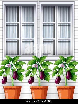 Three eggplants plants in pots on window background illustration Stock Vector