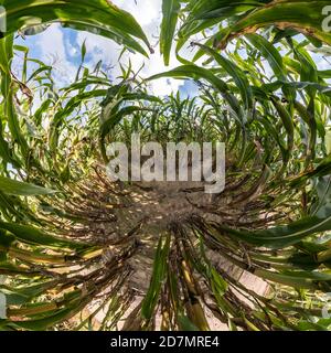 tiny planet transformation of spherical panorama 360 degrees. Spherical abstract aerial view on corn field. Curvature of space. Stock Photo