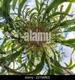tiny planet transformation of spherical panorama 360 degrees. Spherical abstract aerial view on corn field. Curvature of space. Stock Photo