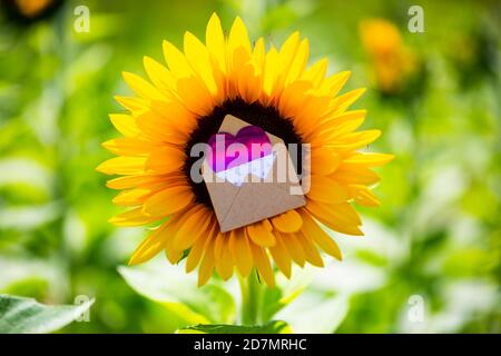 Sunflower with love letter in the middle, romantic, wedding, invitation Stock Photo