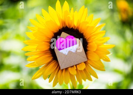 Sunflower with love letter in the middle, romantic, wedding, invitation Stock Photo