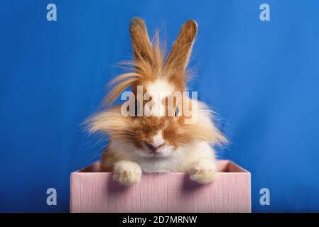 A nice rabbit sitting in a pink present box with blue background. Stock Photo