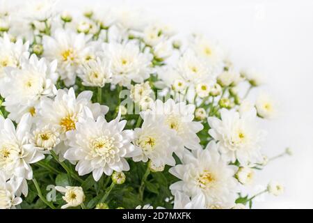 Chrysanthemum multiflora flowers and buds. White autumnal bouquet. Stock Photo