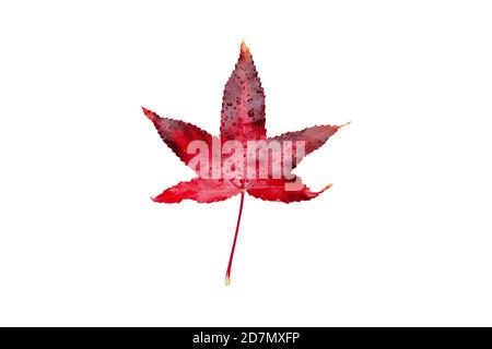 Red autumn leaf with water drops isolated on white. American sweetgum fall coloring. Stock Photo