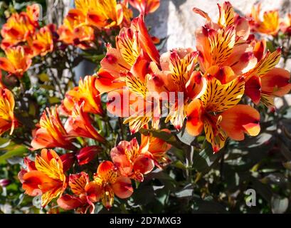 Bright yellow-orange peruvian lily flowers in the sunny garden. Alstroemeria in bloom.