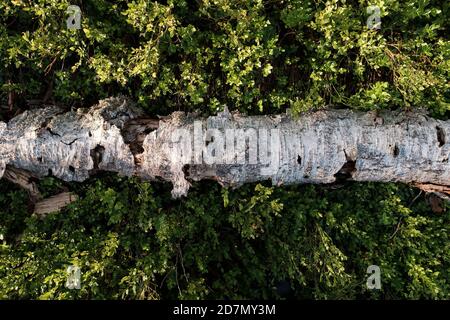 Old, rotten birch trunk lies on green grass, in the forest. Top view. Background. Stock Photo