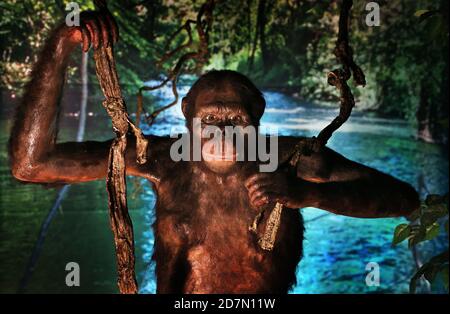 Pforzen, Germany. 24th Oct, 2020. A replica of the Danuvius Guggenmosi, also known as 'Udo', stands in a primeval landscape. On the first anniversary of the publication of the find of the approximately 11.6 million year old bone fragments of the great ape in the nearby clay pit Hammersmith's Forge, two exhibitions will be shown. Credit: Karl-Josef Hildenbrand/dpa - ATTENTION: Only for editorial use in connection with a report on the exhibition and only with full mention of the above credit/dpa/Alamy Live News Stock Photo