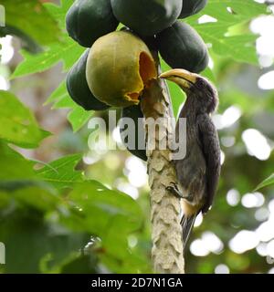 Malabar grey hornbill eating pappaya fruit Stock Photo