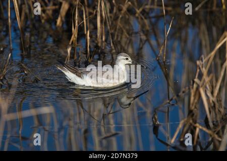 Wilson's phalarope (Phalaropus tricolor) in winter plumage. A rare winter visitor to Europe from North America Stock Photo