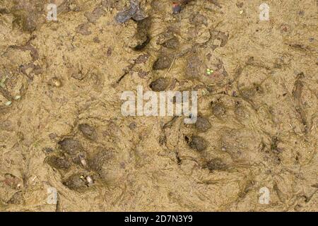 Common Otter (Lutra lutra) footprints Stock Photo