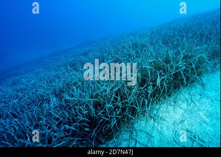 Neptune grass beds, Posidonia oceanica, on a steep slope, 30 meters Gokova Bay Turkey. Stock Photo