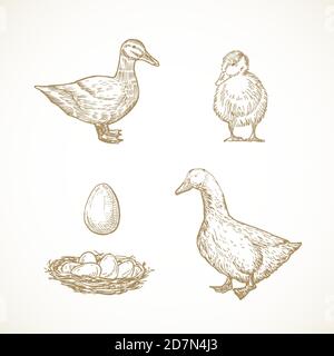 Vector Poultry Birds Sketches Set. Hand Drawn Illustrations of Duck, Duckling, Drake and Eggs in a Nest. Stock Vector