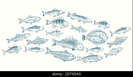 Hand sketched fish vector illustration. Underwater life banner for restaurant menu. Underwater seafood, ocean food sketch Stock Vector