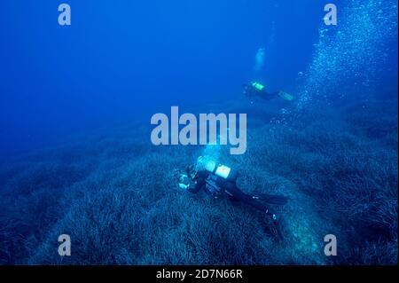 Scientists during healthcheck monitoring survey on neptune grass, Posidonia oceanica, beds Sarıgerme Turkey. Stock Photo