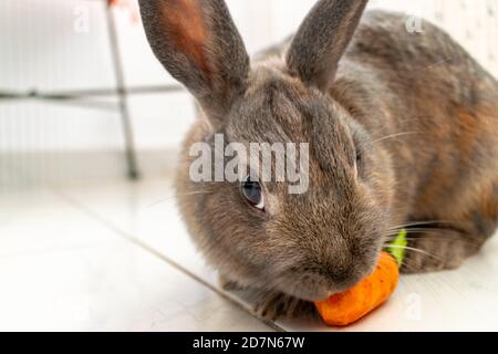 my grey mini pet rabbit having a snack on a fresh carrot treat Stock Photo