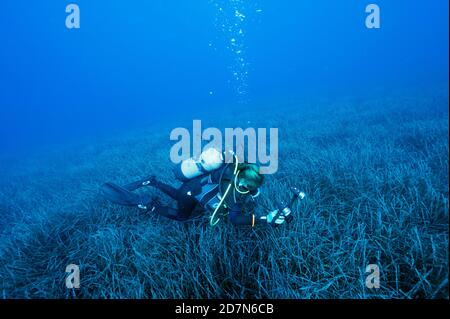 Scientists during healthcheck monitoring survey on neptune grass, Posidonia oceanica, beds Sarıgerme Turkey. Stock Photo