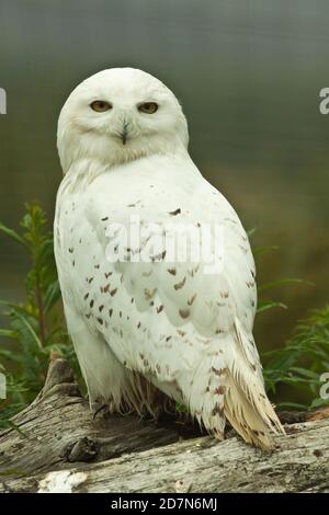 Captive Snowy Owl (Nyctea scandiaca) standing. Highland Wildlife Park Scotland. 22.06.2011. Stock Photo