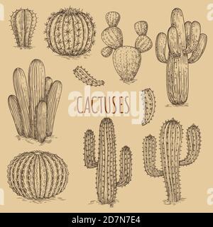 Hand drawn cactuses vintage vector of collection. Plant cactus doodle, sketch succulent cacti illustration Stock Vector