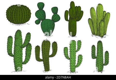 Cactus Illustration Images - Free Download on Freepik