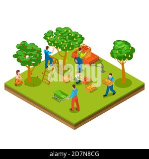 Fruit garden, harvesting, gardening isometric vector concept. Illustration of agriculture gardening, rural organic Stock Vector